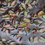 Potamogeton polygonifolius Likasa
