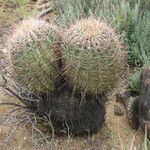 Ferocactus cylindraceus Bark