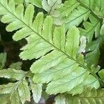 Dryopteris erythrosora 葉