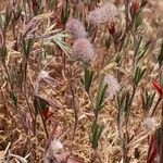 Trifolium arvense Elinympäristö