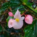 Begonia cucullataफूल