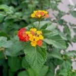 Lantana aculeata Flors