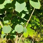 Populus tremuloides Feuille