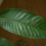 Caraipa punctulata Leaf