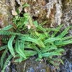 Asplenium trichomanes Συνήθη χαρακτηριστικά