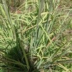 Andropogon gerardi Leaf