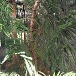 Araucaria laubenfelsii आदत