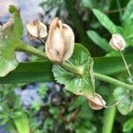 Mimulus guttatus Blad