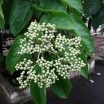 Premna serratifolia Fruit