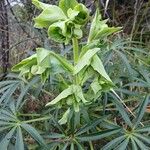 Helleborus foetidus Flor