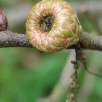 Quercus ilicifolia Hedelmä