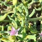 Sesuvium portulacastrum 葉