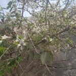 Feretia apodanthera Otro