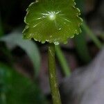 Hydrocotyle umbellata List