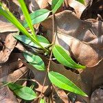 Gelsemium sempervirens Leaf