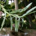 Dichaea panamensis Hoja