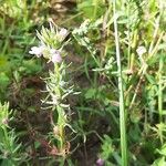 Misopates orontium 花