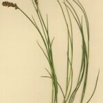 Blysmus compressus Libunga