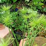 Cyperus haspan Blatt