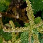 Urtica membranacea Flower