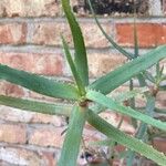 Aloe acutissima Blad