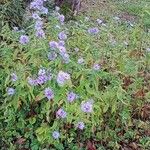 Symphyotrichum novi-belgii Hábito