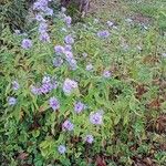 Symphyotrichum novi-belgii Habitus