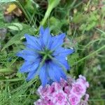 Nigella sativaŽiedas