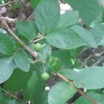 Feretia apodanthera Otro