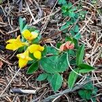 Lotus corniculatus Hábito