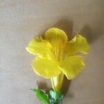 Macfadyena unguis-cati Floare