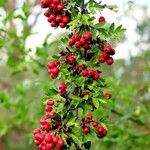 Crataegus azarolus Frucht