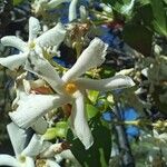 Trachelospermum jasminoides Квітка