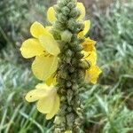 Verbascum densiflorumFlower