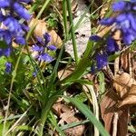 Polygala amara पत्ता