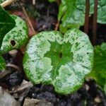 Cyclamen hederifolium Leaf