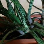 Gasteria obliqua ᱥᱟᱠᱟᱢ