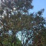 Acacia baileyana Habitatea
