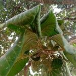 Cola cordifolia Leaf