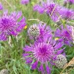 Centaurea scabiosaGyümölcs