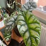 Alocasia bagindaLeaf