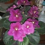 Streptocarpus ionanthus Çiçek