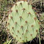 Opuntia littoralis Lapas