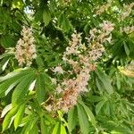 Aesculus indica Blomst
