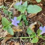 Ruellia prostrata 葉