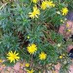 Euryops pectinatusBlatt