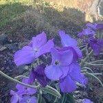 Matthiola maderensis Цветок