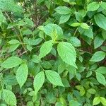 Philadelphus inodorus Blad