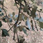 Quercus rotundifolia Habit