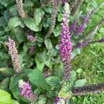 Teucrium hircanicum Flower